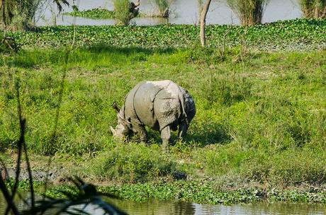 Assam: I rinoceronti di Kaziranga