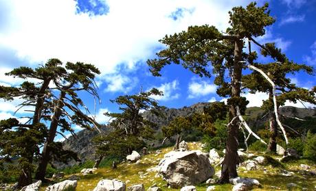 PRESENZA LUCANA” – 25° Anno –  Paesaggi e flora della Basilicata