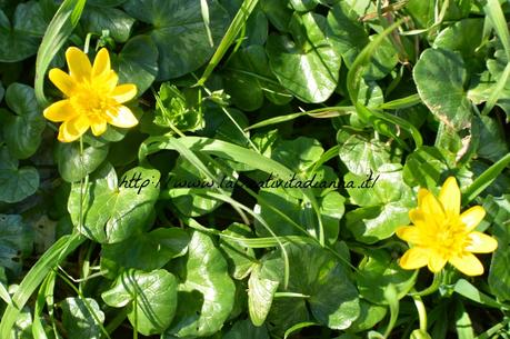 Lente 2 in 1 compatibile con fotocamere Canon e Nikon by Groupalia