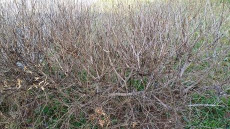 Poligala a foglie di mirto forse colpite da Xylella? A Campi Salentina (Lecce)