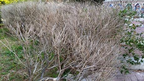 Poligala a foglie di mirto forse colpite da Xylella? A Campi Salentina (Lecce)