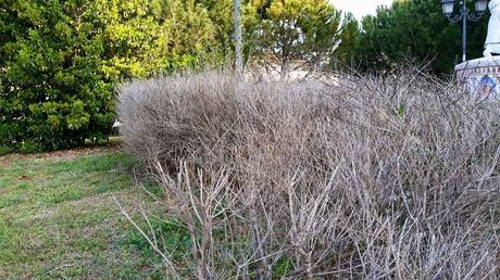 Poligala a foglie di mirto forse colpite da Xylella? A Campi Salentina (Lecce)