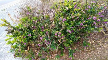 Poligala a foglie di mirto forse colpite da Xylella? A Campi Salentina (Lecce)