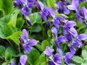 Sciroppo, Decotto sale aromatico Viola mammola