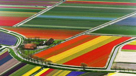 Amsterdam e i suoi fiori