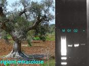 tutt'oggi sono elementi dimostrare l'esistenza guarigioni miracolose olivi affetti Xylella fastidiosa subsp. pauca ceppo CoDiRO.