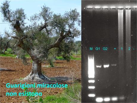 A tutt'oggi non ci sono elementi per dimostrare l'esistenza di guarigioni miracolose di olivi affetti da Xylella fastidiosa subsp. pauca ceppo CoDiRO.