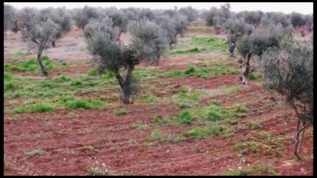 Tre ipotesi per tentare di spiegare come mai ad oggi 19 aprile 2015 alcuni olivi di Gallipoli vegetano anche se infettati dal Batterio Xylella fastidiosa subspecie pauca ceppo CoDiRo