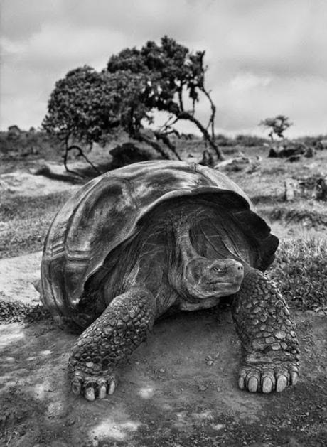 salgado galapagos