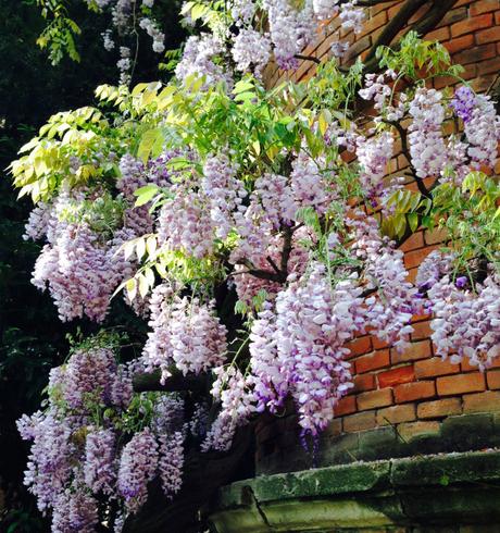 brera-orto-botanico-glicine