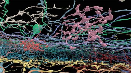 Neuron Safari: andiamo alla scoperta del cervello