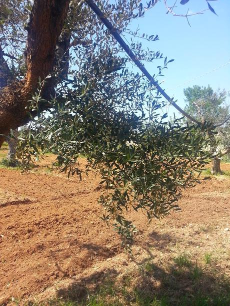 Osservazioni su Oliveto colpito dal CoDiRo nel 2013 effettuate il 20 aprile 2015 a Gallipoli (Lecce) zona “la castellana”