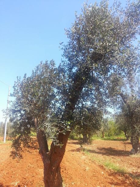 Osservazioni su Oliveto colpito dal CoDiRo nel 2013 effettuate il 20 aprile 2015 a Gallipoli (Lecce) zona “la castellana”