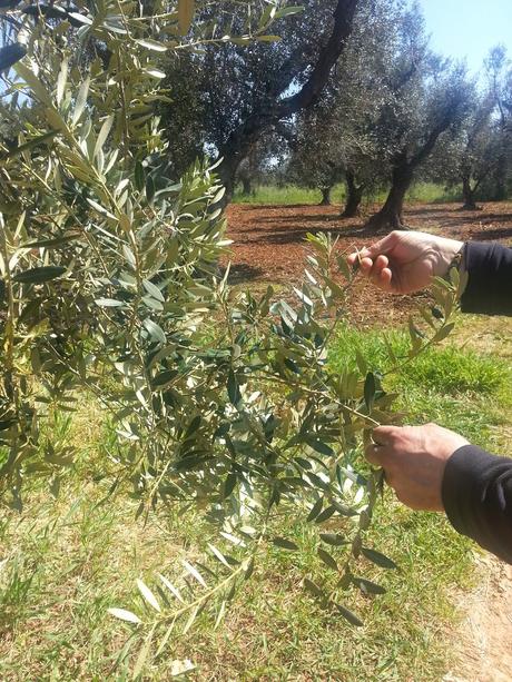 Osservazioni su Oliveto colpito dal CoDiRo nel 2013 effettuate il 20 aprile 2015 a Gallipoli (Lecce) zona “la castellana”