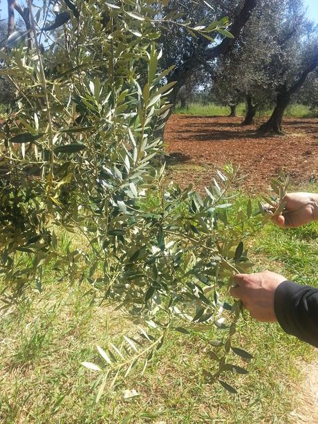 Osservazioni su Oliveto colpito dal CoDiRo nel 2013 effettuate il 20 aprile 2015 a Gallipoli (Lecce) zona “la castellana”