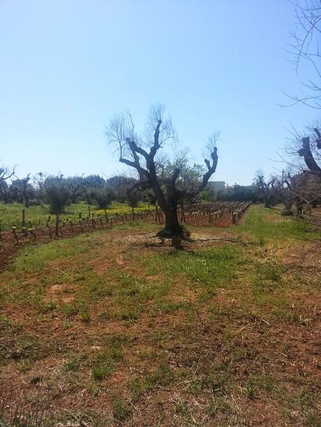 Osservazioni su Oliveto colpito dal CoDiRo nel 2013 effettuate il 20 aprile 2015 a Gallipoli (Lecce) zona “la castellana”