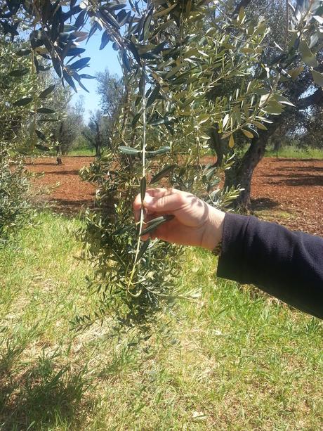 Osservazioni su Oliveto colpito dal CoDiRo nel 2013 effettuate il 20 aprile 2015 a Gallipoli (Lecce) zona “la castellana”