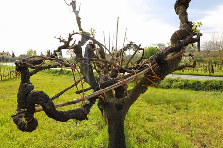 del paesaggio toscano, così per parlarne