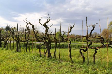 del paesaggio toscano, così per parlarne