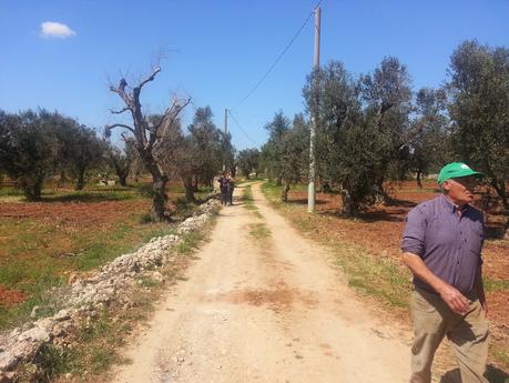 Due altre ipotesi per tentare di capire come mai alcuni ulivi di Gallipoli attaccati da CoDiRo e con un infezione in atto di Xylella fastidiosa sono ancora vivi.