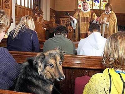 Come un cane in chiesa