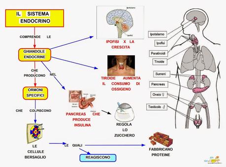 MILANO. L’Associazione Medici Endocrinologi aderisce a EUPATI Europea dei pazienti sulle terapie innovative.