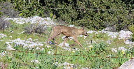 FOTO: Fotografato un altro lupo sul Gargano - 21 aprile 2015