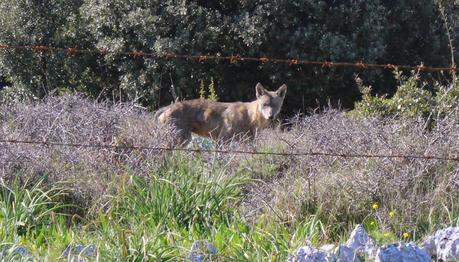 FOTO: Fotografato un altro lupo sul Gargano - 21 aprile 2015