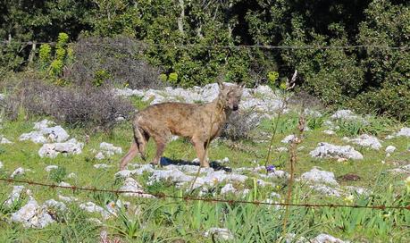 FOTO: Fotografato un altro lupo sul Gargano - 21 aprile 2015