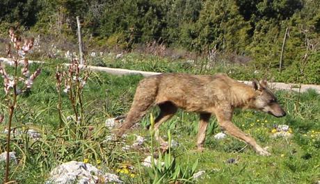 FOTO: Fotografato un altro lupo sul Gargano - 21 aprile 2015