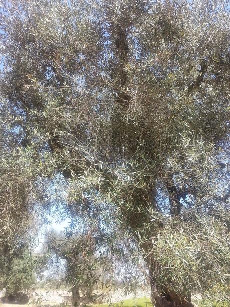 Osservazioni SS 174 Galatone – Nardò del 22 aprile 2015