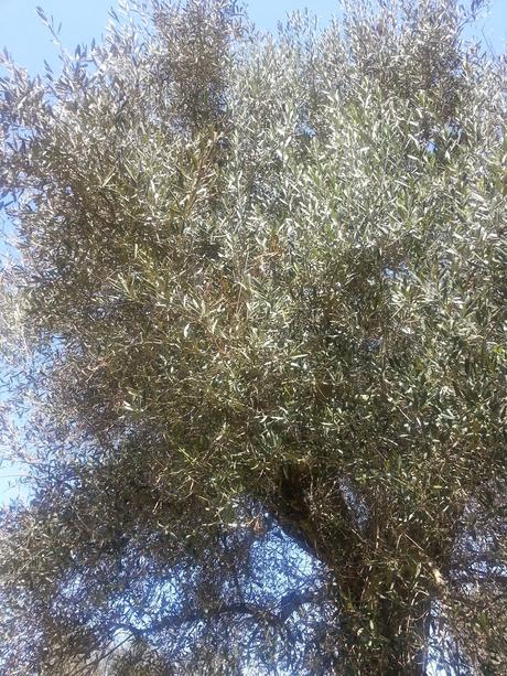 Osservazioni SS 174 Galatone – Nardò del 22 aprile 2015