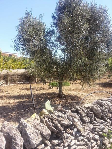 Osservazioni SS 174 Galatone – Nardò del 22 aprile 2015