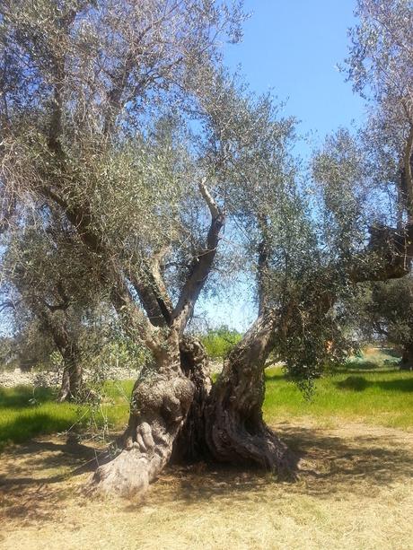 Osservazioni SS 174 Galatone – Nardò del 22 aprile 2015