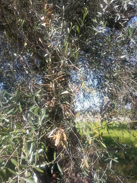 Osservazioni SS 174 Galatone – Nardò del 22 aprile 2015