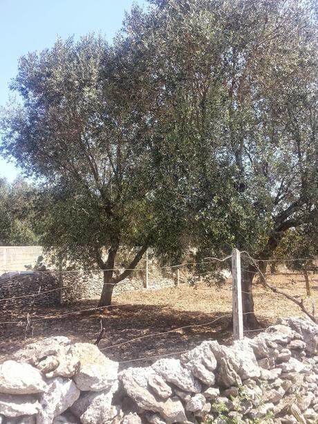 Osservazioni SS 174 Galatone – Nardò del 22 aprile 2015