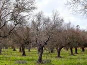 Segnalazioni voce dell'olivo