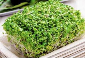germogli broccoli