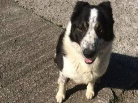 cane guida un trattore