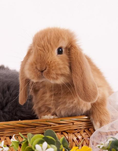 Stupidario veterinario : un tranquillo venerdì 17 da paura nell'ambulatorio del bradipo