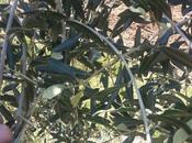 Domande sugli olivi infettati batterio Xylella vivi, fioritura ricerca empirica potrebbe dare delle risposte