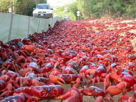 crabzilla invasione
