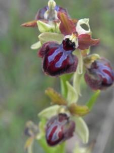 ophrys_passionis_valle_del_trigno