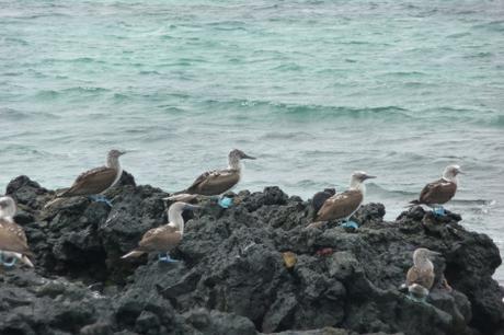 Galapagos