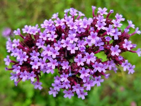 Olio essenziale di Verbena contro Stanchezza e sbalzi di Umore