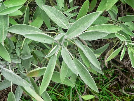 Alcuni vini curativi, alcuni decotti e una tintura con la Salvia