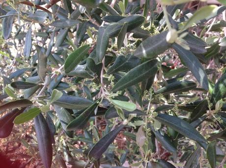 Come mai olivi trapiantati nei marciapiedi e con il terreno incapsulato in coperture impermeabili da più di 10 anni sono vivi e vegeti e producono ogni anno?