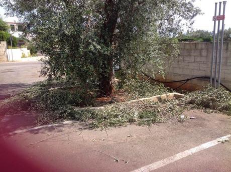 Come mai olivi trapiantati nei marciapiedi e con il terreno incapsulato in coperture impermeabili da più di 10 anni sono vivi e vegeti e producono ogni anno?