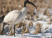 esemplari Ibis sacro avvistati casertano: erano venerati dagli antichi Egizi