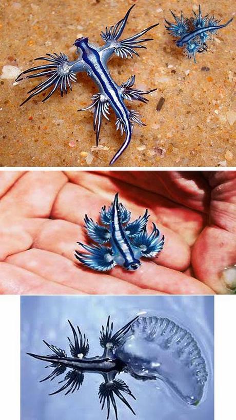 Glaucus Atlanticus- Blue Dragon